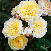 Rosa 'The Pilgrim'