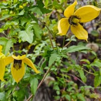 Gullklematis med gula blommor