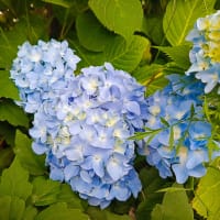 Hortensia 'Endless Summer', Hydrangea macrophylla