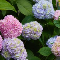 Hortensia 'Endless Summer', Hydrangea macrophylla