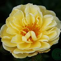 Rosa 'Golden Cover'