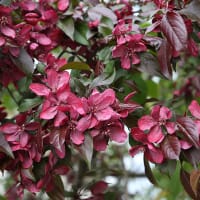 Purpurapel, Malus 'Royalty'