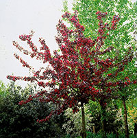 Purpurapel, Malus 'Royalty'