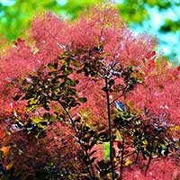 Rödbladig perukbuske 'Royal Purple'