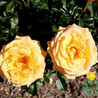 Rosa 'Amber Flush'