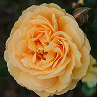 Rosa 'Amber Queen'