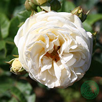 Rosa 'Artemis'