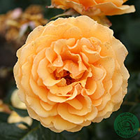 Rosa 'Bernstein-Rose'