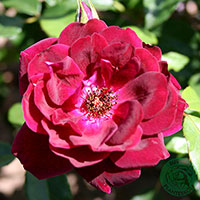 Rosa 'Burgundy Ice'