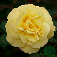 Rosa 'China Town'