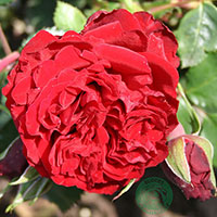 Rosa 'Crazy in Love Red'