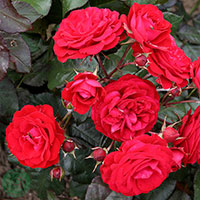 Rosa 'Europeana'