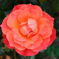 Rosa 'Fellowship'