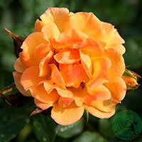 Rosa 'Flaming Cover'