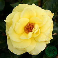 Rosa 'Friesia'