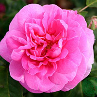 Rosa 'Gertrude Jekyll'