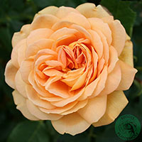 Rosa 'Golden Celebration'