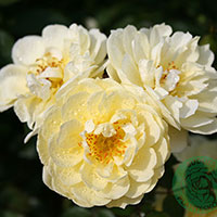 Rosa 'Golden Cover'