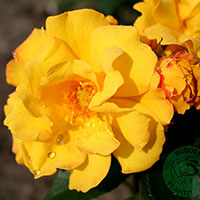 Rosa 'Goldmarie'