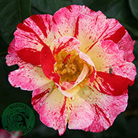 Rosa 'Hanky Panky'