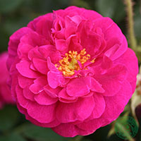 Rosa 'Henri Martin'