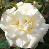 Rosa 'La Paloma'