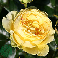 Rosa 'Marselisborg'