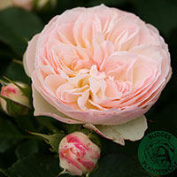 Rosa 'Pastella'