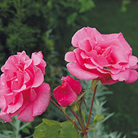 Rosa 'Sofiero'