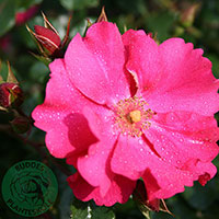 Rosa 'Sommermärchen'