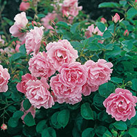 Rosa 'Sommerwind'