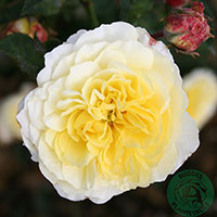 Rosa 'The Pilgrim'