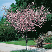 Rosenmandel, Prunus triloba