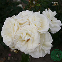 Rosa 'La Paloma'