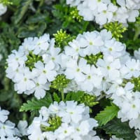 Verbena 'Scentsation White'