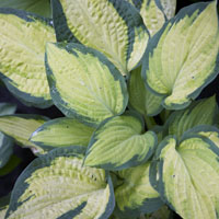 Hosta fire and ice