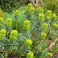 Euphorbia characias ssp wulfenii