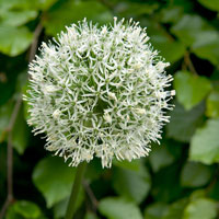 Allium Mount Everest - IB