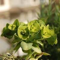 Euphorbia 'Robbiae'