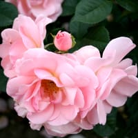 Floribundaros 'Astrid Lindgren'