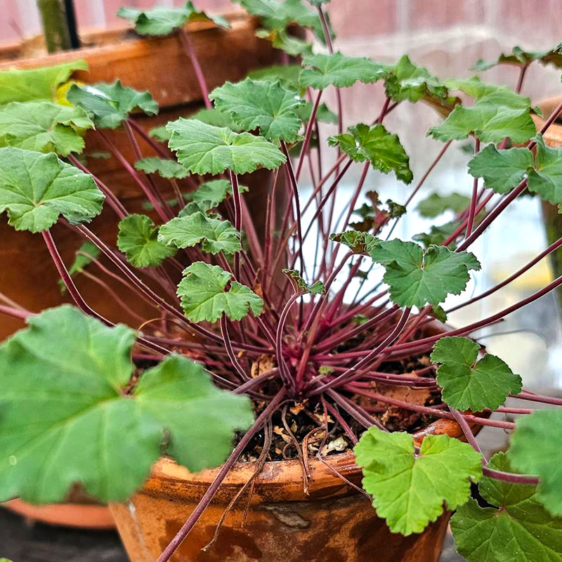 Vildpelargon Pelargonium australe rödstjälkad