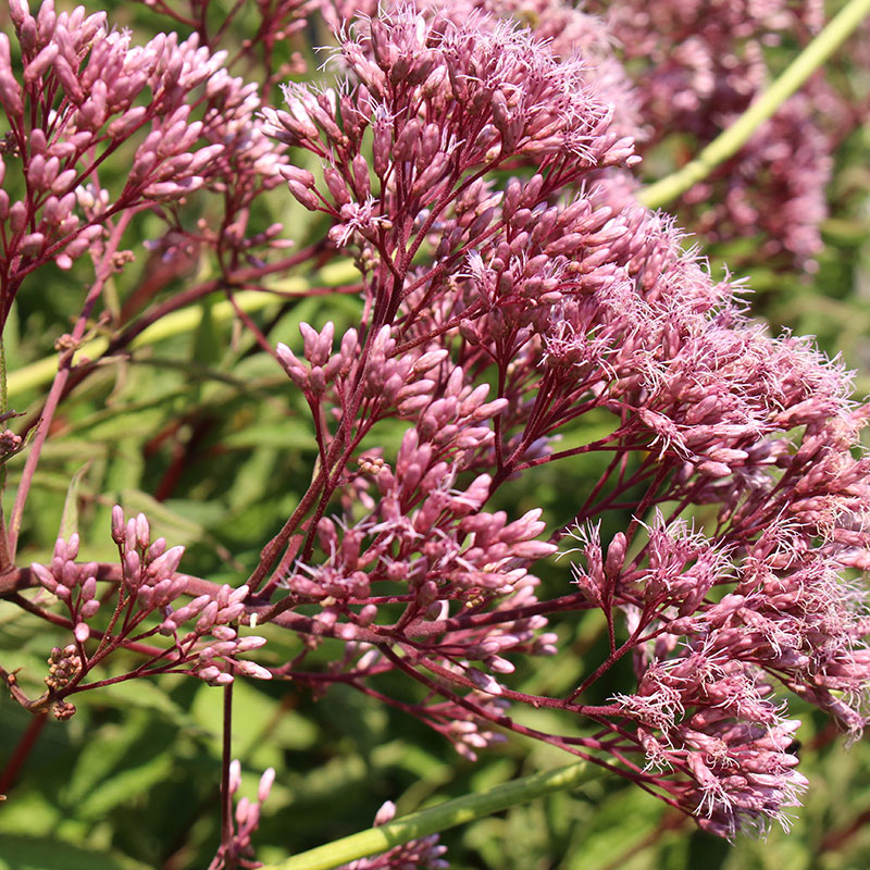 Wexthuset Fläckflockel ’Atropurpureum’ 6-pack