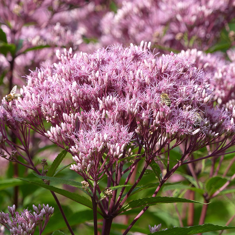 Wexthuset Fläckflockel ’Purple Bush’ 6-pack