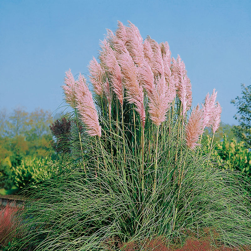 Wexthuset Pampasgräs ’Rosea’ 2L 10-pack