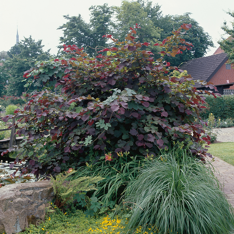 Wexthuset Blodhassel ’Purpurea’