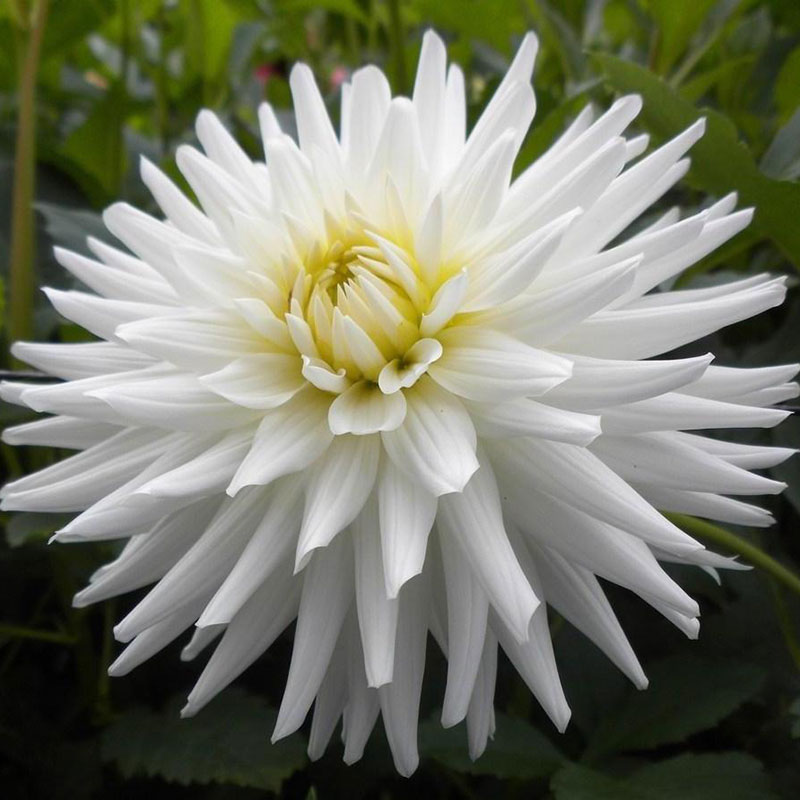 DeRee Kaktusdahlia ’White Happiness’