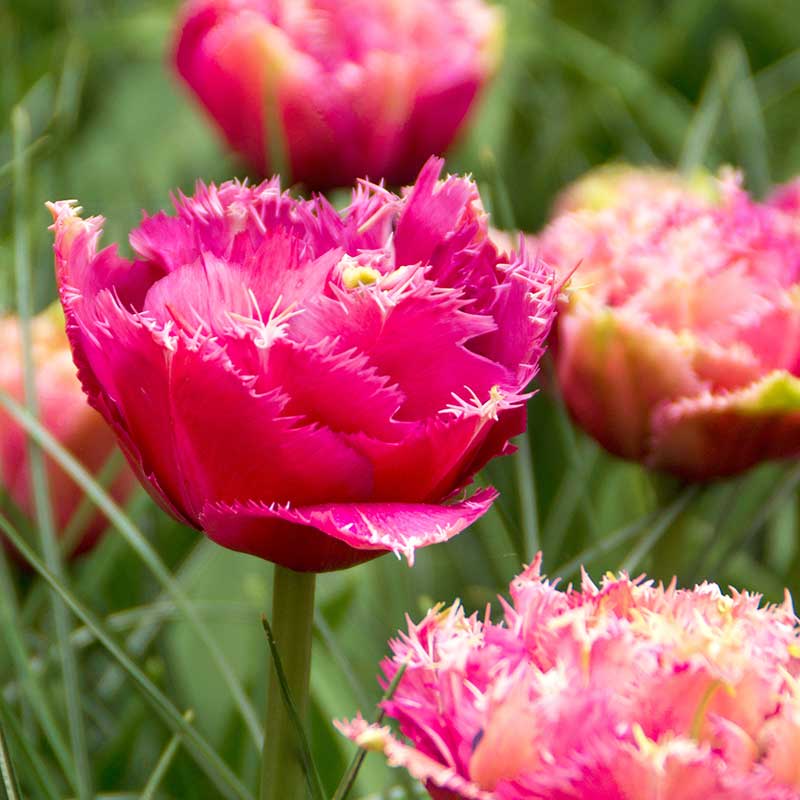 Tulpan, -frans ‘Mascotte’ - Blomsterlök för höstplantering | Wexthuset