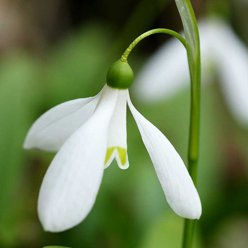 Snödroppe, -grekisk - Blomsterlök för höstplantering | Wexthuset