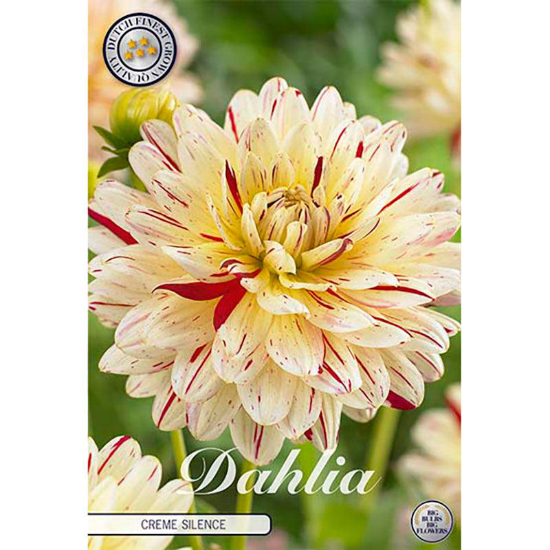 Sam van Schooten Dekorativdahlia ’Creme Silence’