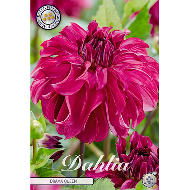 Sam van Schooten Dekorativdahlia ’Drama Queen’